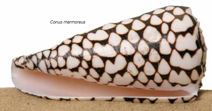 conus marmoreus